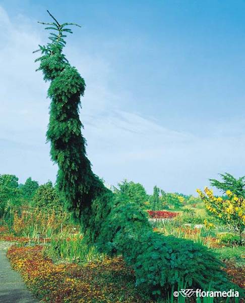 Świerk serbski Pendula