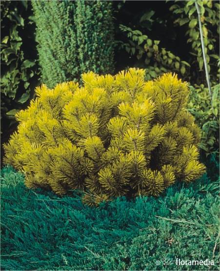 Sosna górska Wintergold