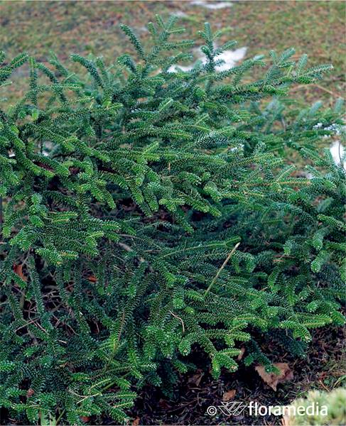 Jodła koreańska Brevifolia