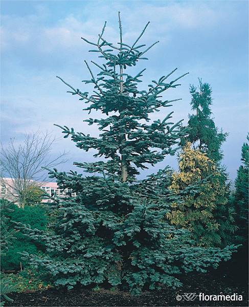 Jodła szlachetna Glauca