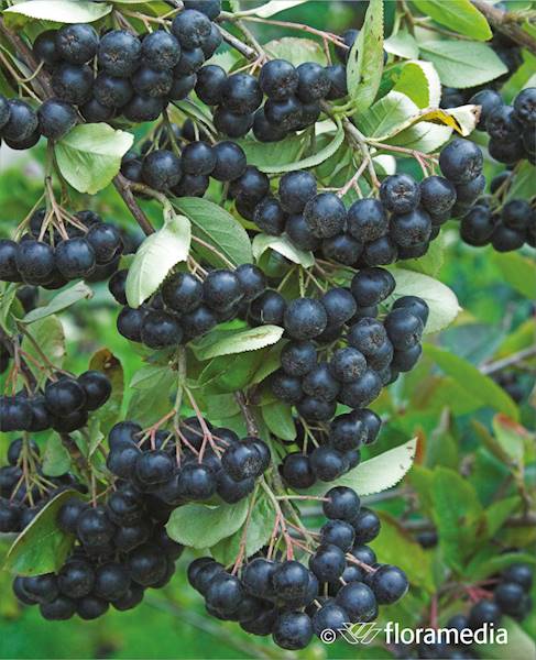 Aronia Nero