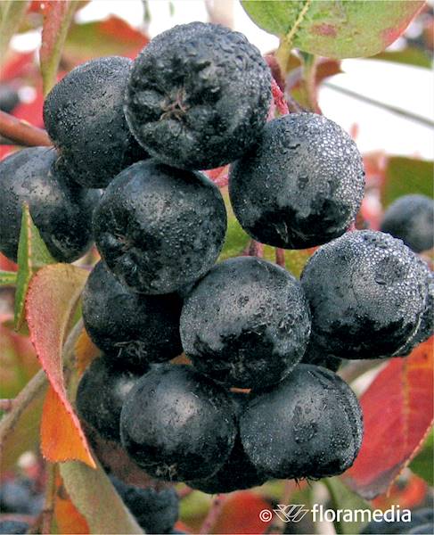 Aronia Nero