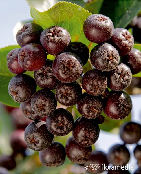 Aronia Viking