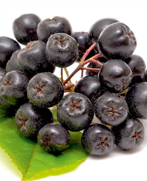 Aronia Viking
