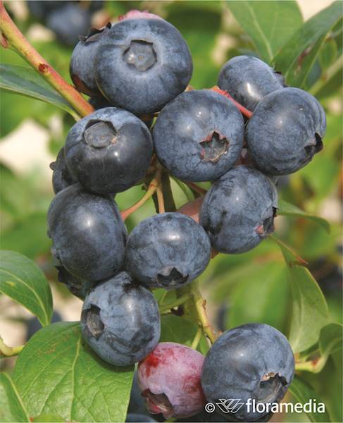 Borówka wysoka Northblue