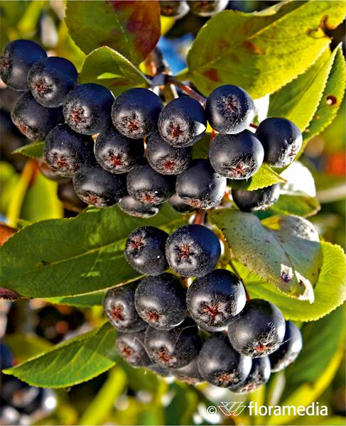 Aronia Amit