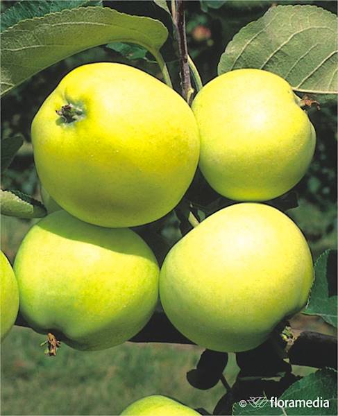 Jabłoń Oliwka Żółta