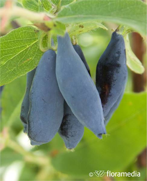 Jagoda kamczacka Indigo Gem