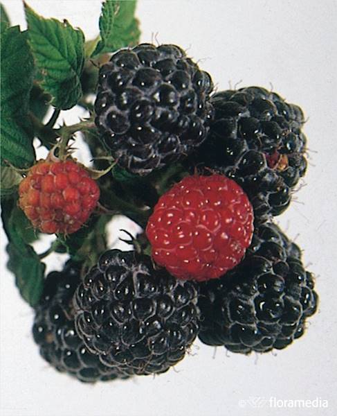 Malina czarna Black Jewel