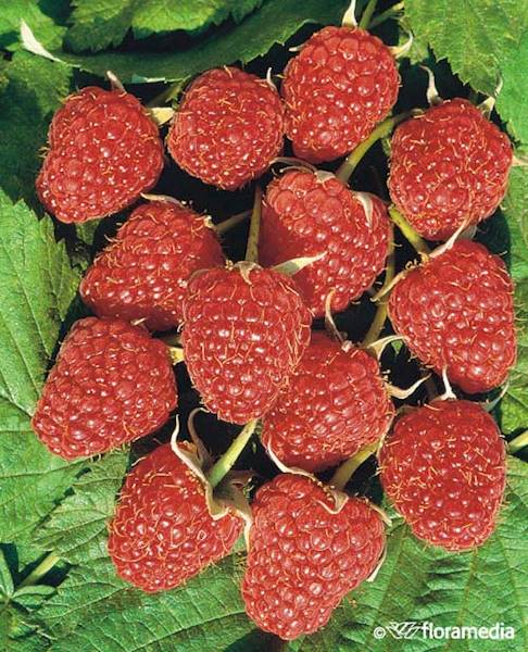 Malina Polana