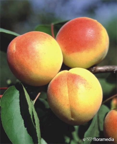 Morela Early Orange