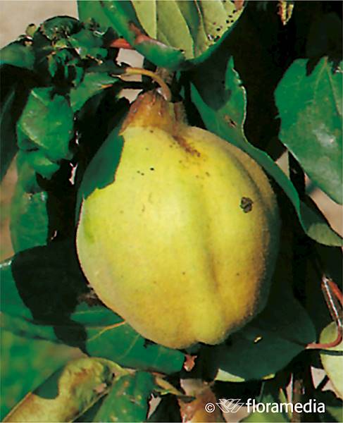 Pigwa wielkoowocowa  Robusta