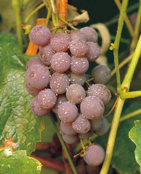 Winorośl Einset Seedless