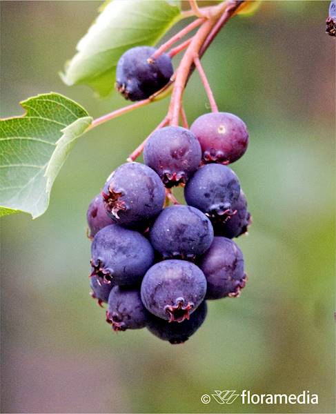 Świdośliwa kanadyjska Honeywood