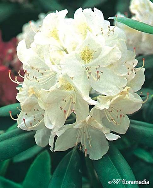Różanecznik Cunningham's White 