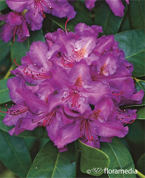Różanecznik Purpureum Grandiflorum