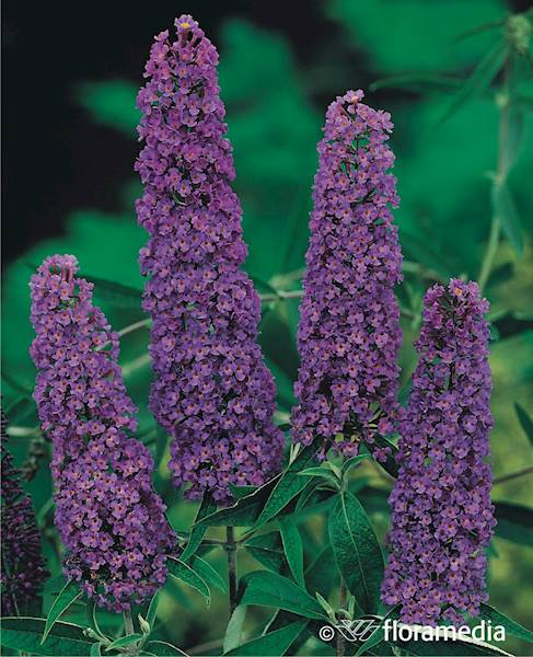 Budleja Nanho Blue