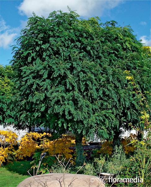 Robinia akacjowa 