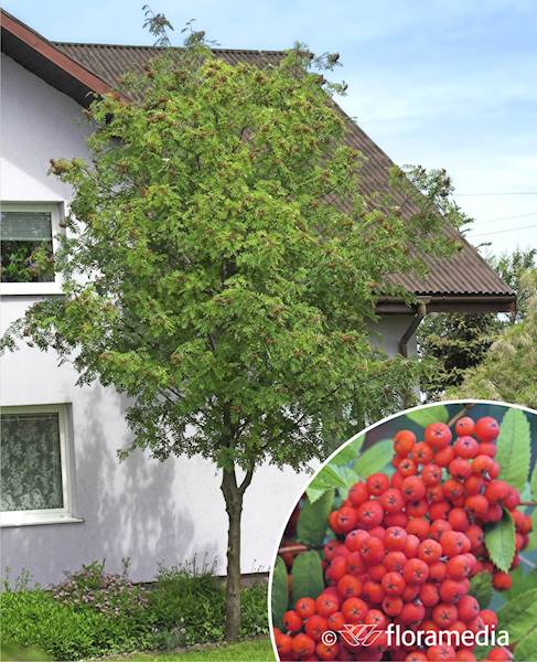 Jarząb pospolity  Pendula