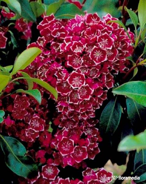 Kalmia szerokolistna Kaleidoscope