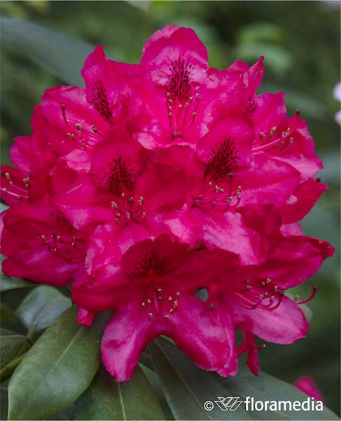 Różanecznik Purpureum Grandiflorum