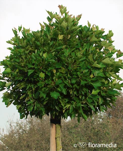 Platan klonolistny 