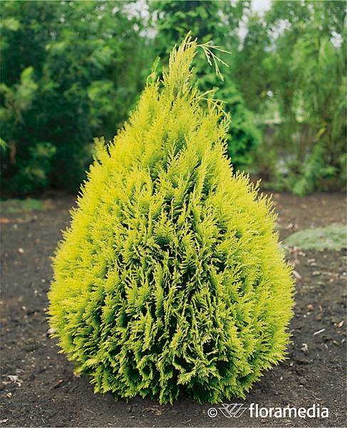 Cyprysik LAWSONIANA ROMANA