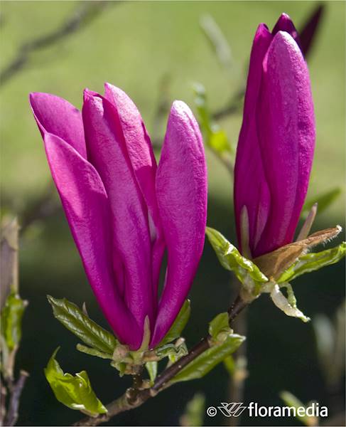 Magnolia Stellata Rosea