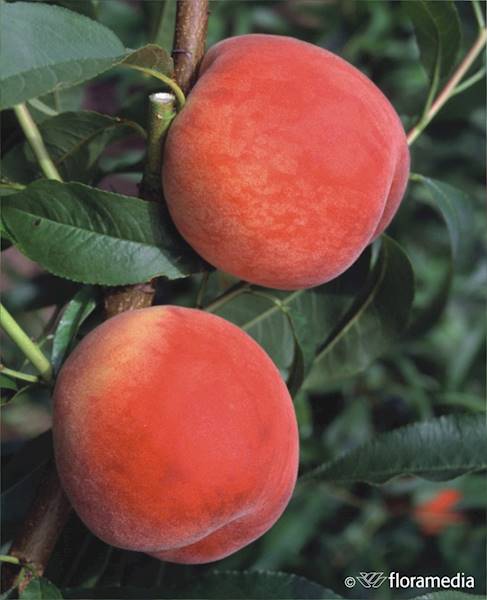 Brzoskwinia Taoflora Red