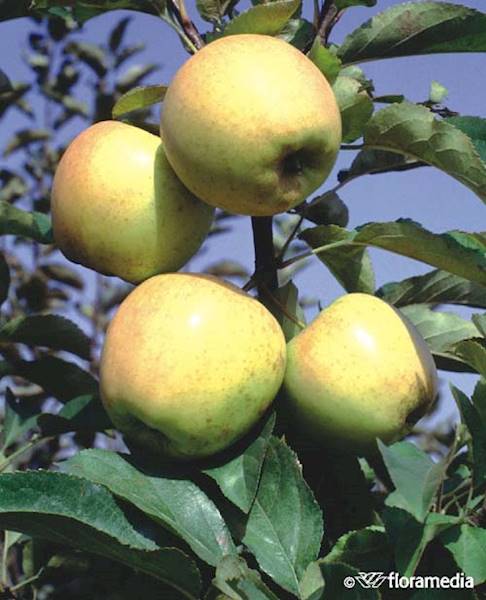 Jabłoń Golden Delicious 
