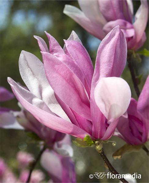 Magnolia Alexandrina