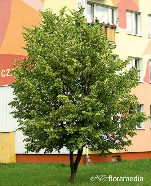 Lipa szerokolistna
