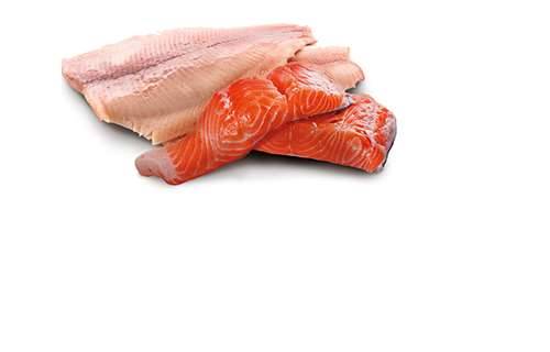N&D Ocean Dog Trouth&Salmon Adult 285 gr