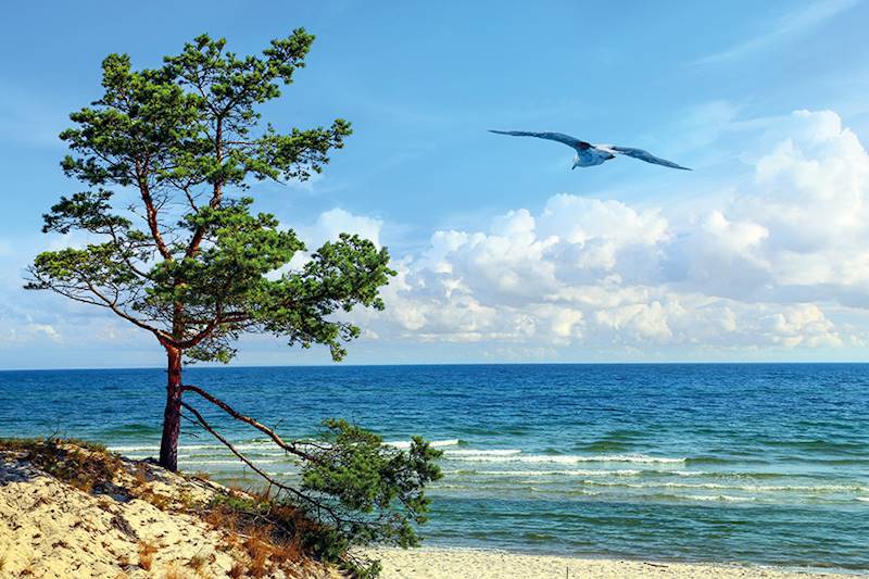 Kalendarz trójdzielny 2026 (28) PLAŻA, DRZEWO MEWA