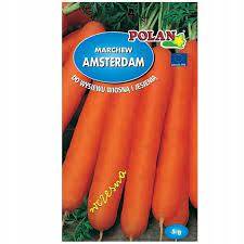 MARCHEW AMSTERDAM 5G WCZESNA