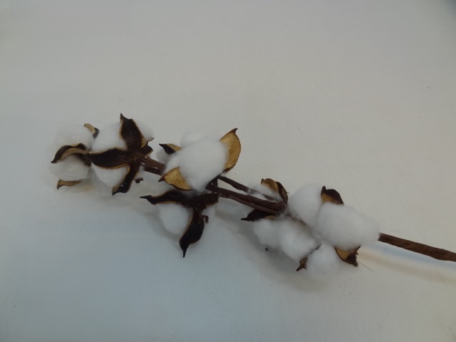 Kwiat świąteczny LO99-16087