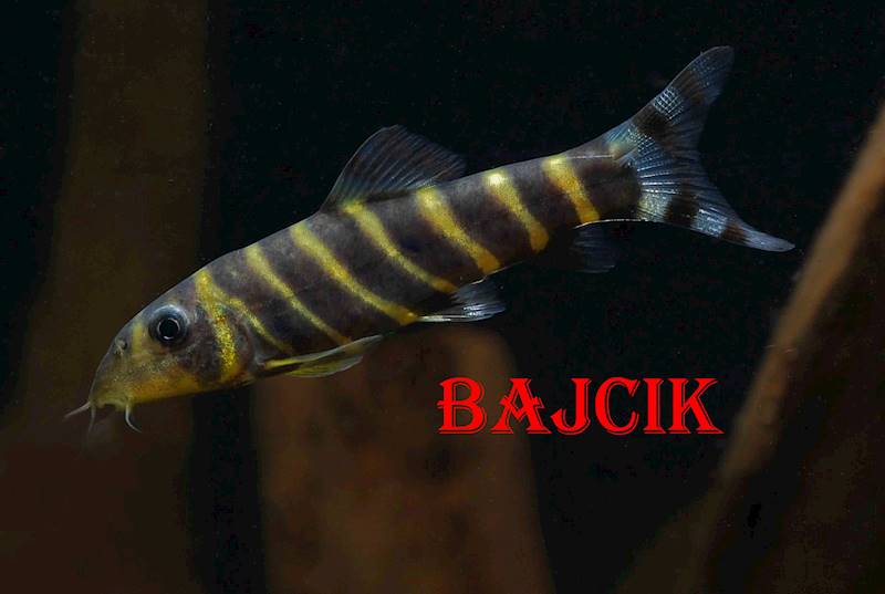 BOCJA DARIO (163)