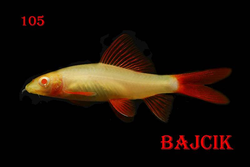 LABEO ALBINOS (54)