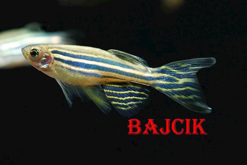 DANIO PASKOWANE (176)
