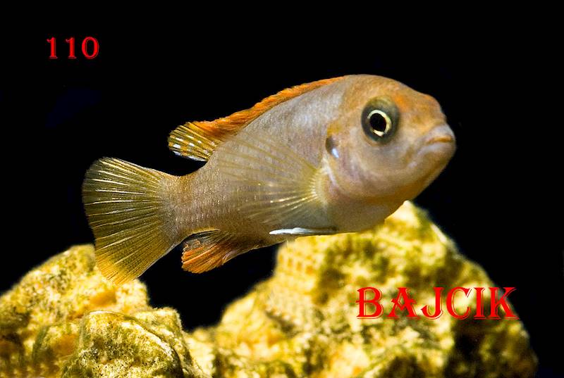 PYSZCZAK LABIDOCHROMIS HONGI (159)