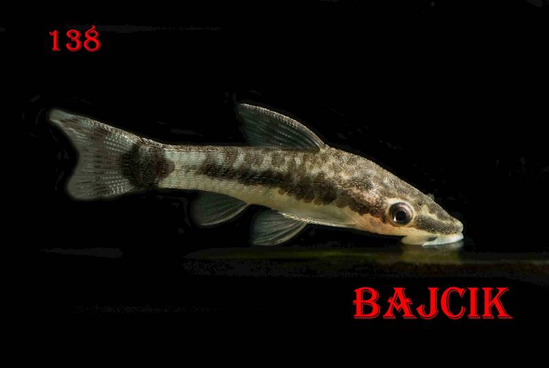 OTOCINCLUS AFFINIS (165)(157)