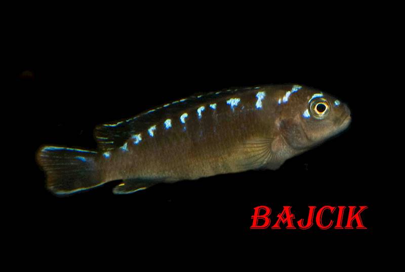 PYSZCZAK PSEUDOTROPHEOPS NEON SPOT (120)