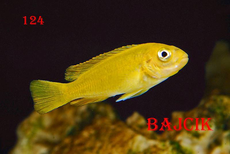 PYSZCZAK MELANOCHROMIS JOHANI (150)