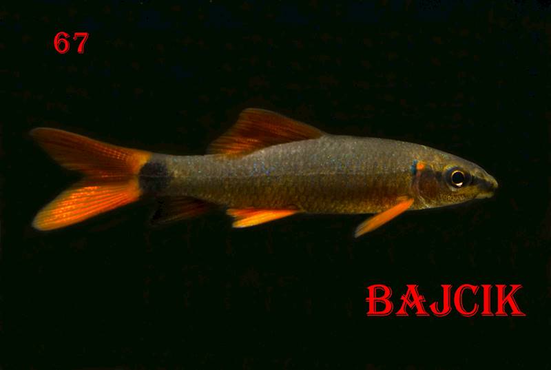 LABEO ZIELONY (213)