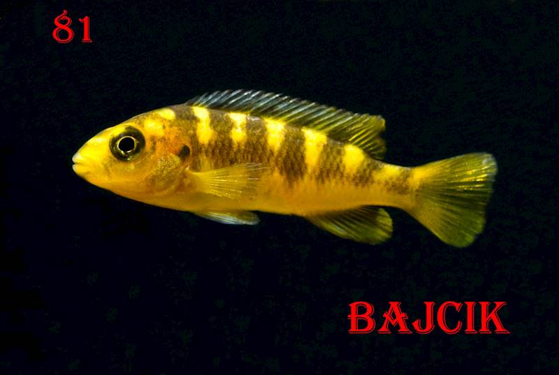 PYSZCZAK CRABRO (111)