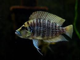 ALTOLAMPROLOGUS CALVUS BLACK(21)