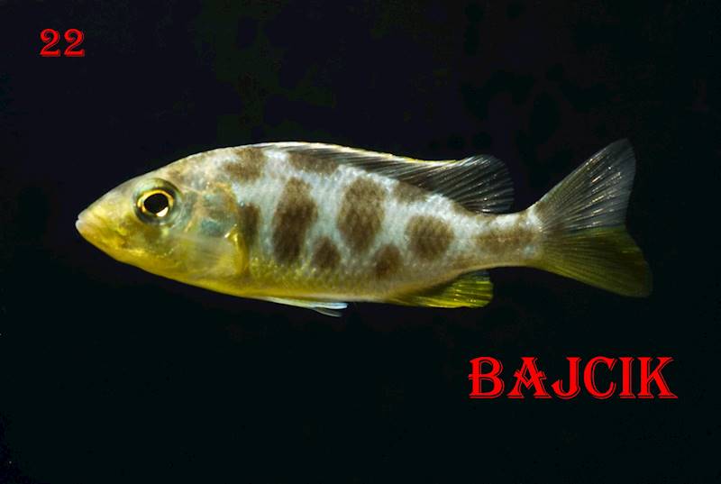 PYSZCZAK VENUSTUS (216)