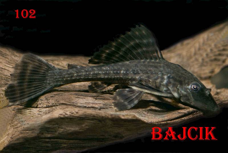 PLEKOSTOMUS (70).