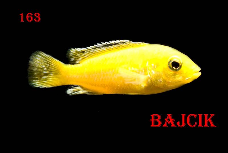 PYSZCZAK LABIDOCHROMIS CAERULEUS (129)