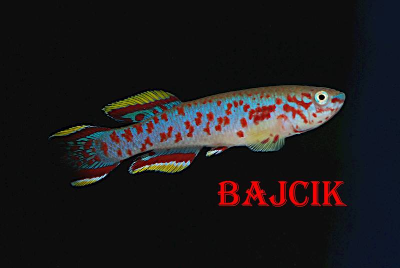PROPORCZYKOWIEC GARDNERA (53)